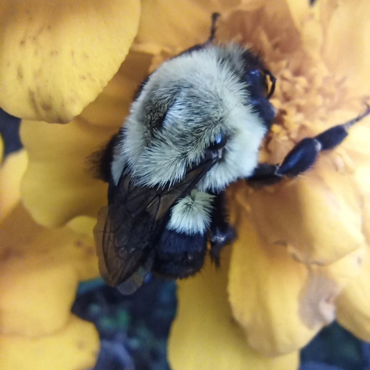 Close-up of a bumblebee collecting pollen on a yellow flower.