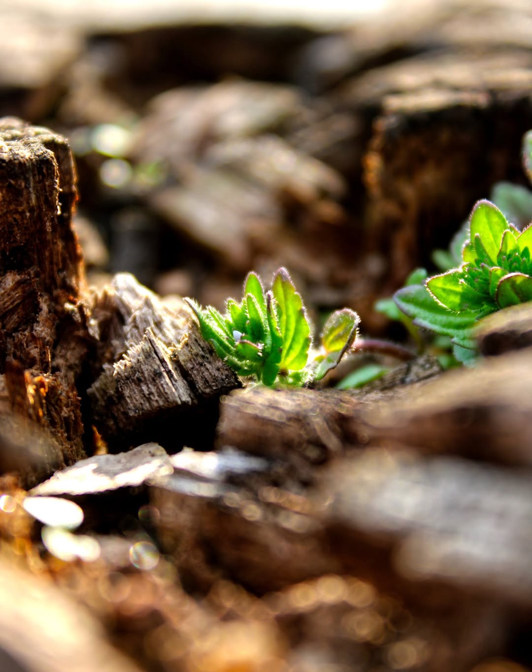 Small green plant sprouting vertically from a cut down tree stump, a symbol of regeneration.